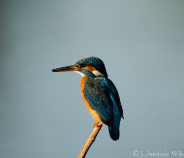 Bird Watching from Serra de S.Mamede