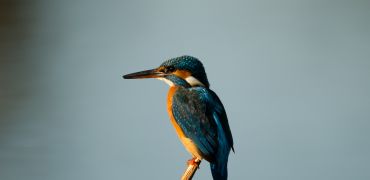 Observação de Aves da serra de S.Mamede