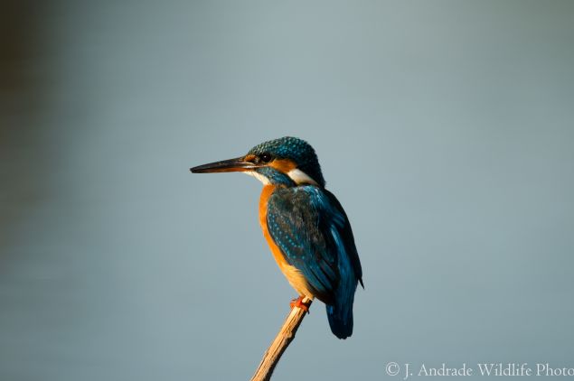 Observação de Aves da serra de S.Mamede