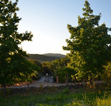  Vista para as encostas da Serra de São Mamede por entre as árvores da Quinta - Natureza em estado puro