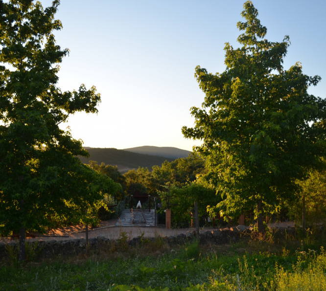 Vista para as encostas da Serra de São Mamede por entre as árvores da Quinta - Natureza em estado puro