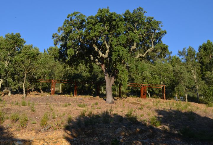  Sobreiro da Quinta do Barrieiro