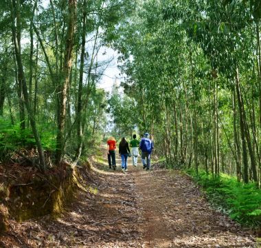  Passeios a pé desde a Quinta do Barrieiro na serra de São Mamede por entre as árvores