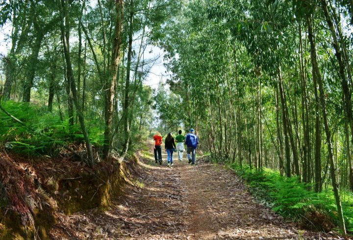  Passeios a pé desde a Quinta do Barrieiro na serra de São Mamede por entre as árvores